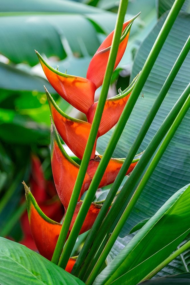 Heliconia